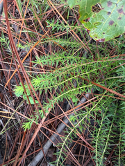 Ionactis linariifolia, photograph (c) Brandon Corder, some rights reserved (CC BY)