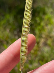 Ctenium aromaticum, photograph author not stated, no rights reserved