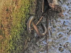 Chalcides striatus