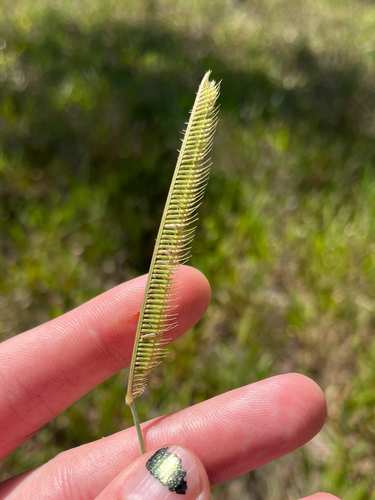Ctenium aromaticum, photograph 1