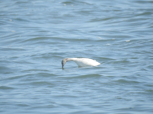 iNaturalist: (c) Pablo Gimeno Castellanos, some rights reserved (CC BY-NC), uploaded by Pablo Gimeno Castellanos iNaturalist image