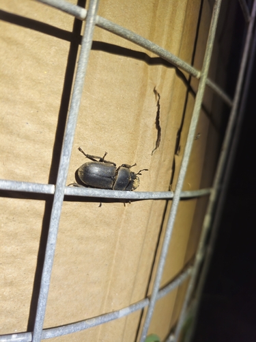 Lesser Stag Beetle