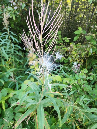 fireweed