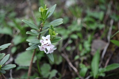 Daphne wolongensis