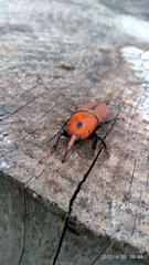 Rhynchophorus ferrugineus