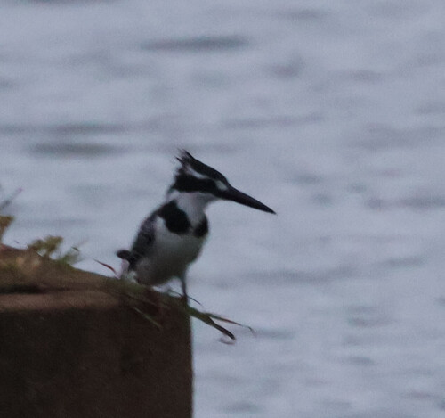 iNaturalist image