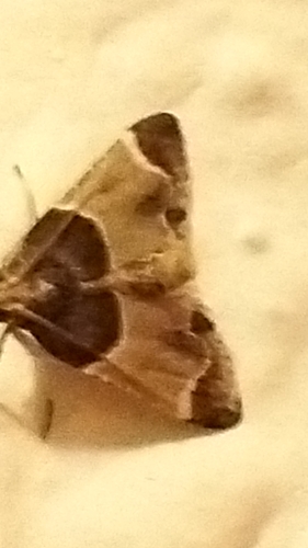Meal moth