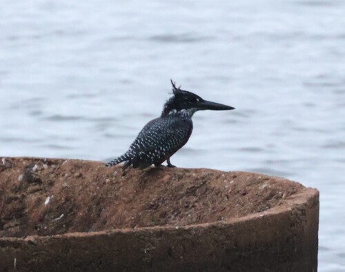 iNaturalist image