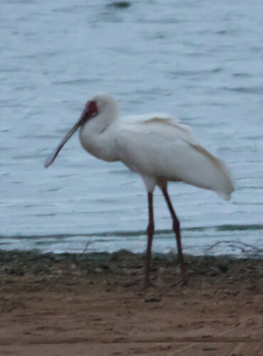 iNaturalist image