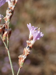 Limonium virgatum, photograph (c) Milan Chytrý, some rights reserved (CC BY)