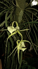 Brassavola nodosa