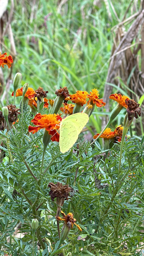Cloudless Sulphur
