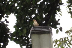 Troglodytes aedon columbae