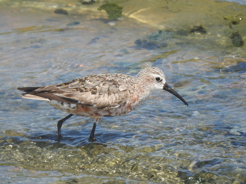 iNaturalist image