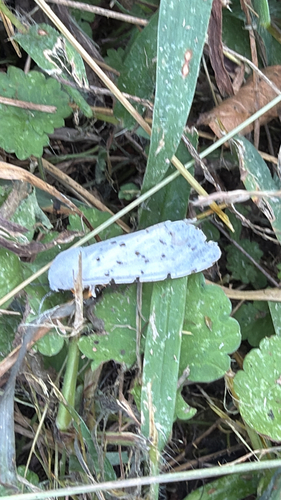 Salt Marsh Moth
