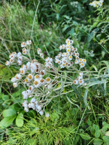 pearly everlasting