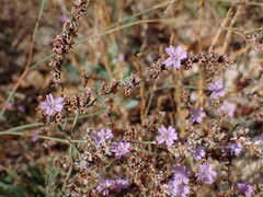 Limonium virgatum, photograph (c) Milan Chytrý, some rights reserved (CC BY)