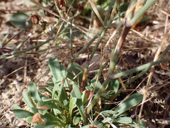 Limonium virgatum, photograph (c) Milan Chytrý, some rights reserved (CC BY)