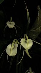 Brassavola nodosa
