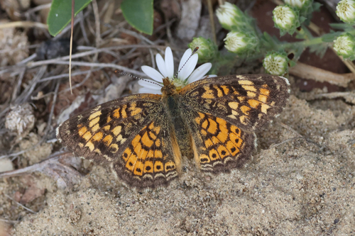 Great Plains Crescent
