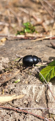 Woodland Dor Beetle