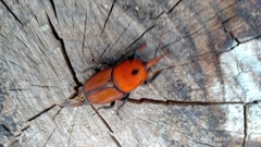 Rhynchophorus ferrugineus