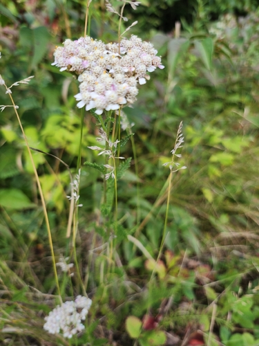 common yarrow