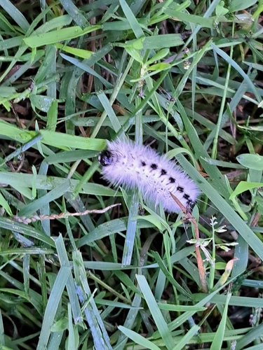 Hickory Tussock Moth