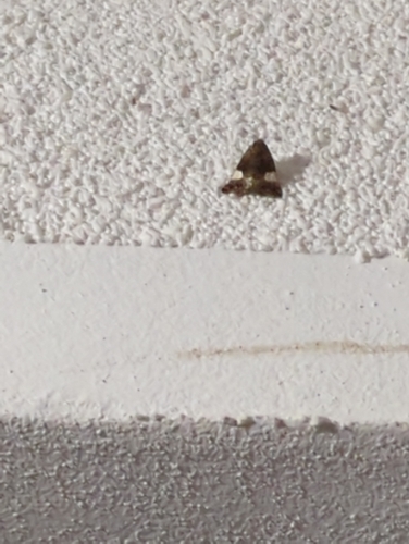 Four-spotted Moth