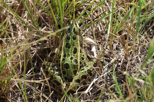 Northern Leopard Frog