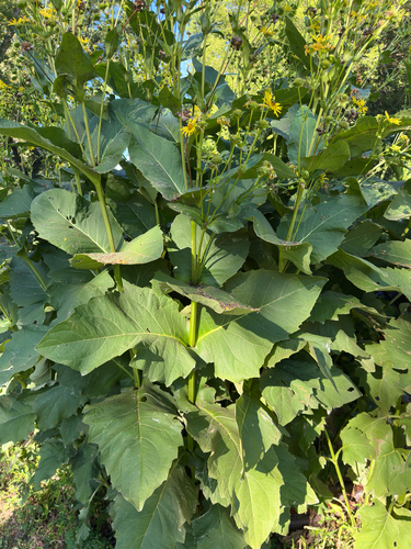 cup plant