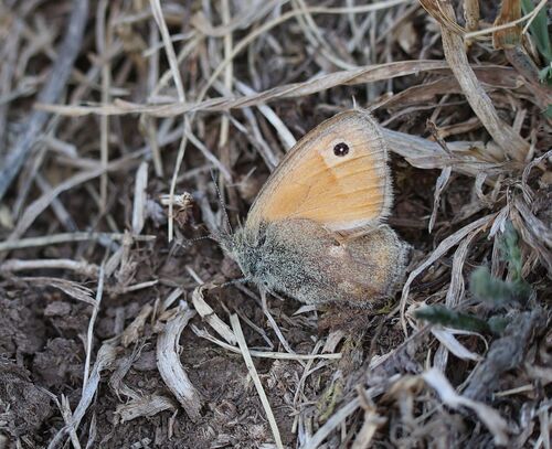 Small Heath