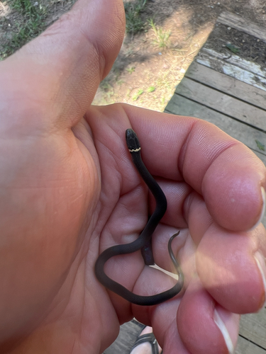 Ring-necked Snake