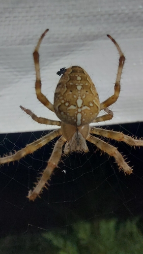 Cross Orbweaver