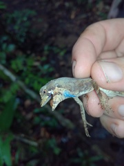Anolis chrysolepis