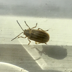 Ophraella communa