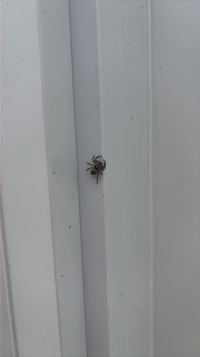 Tan Jumping Spider