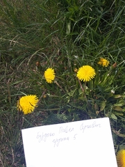 Taraxacum officinale