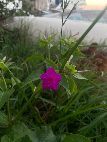 marvel of Peru