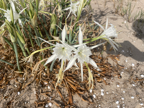 Sea Daffodil
