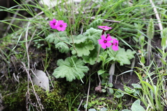 Primula polyneura