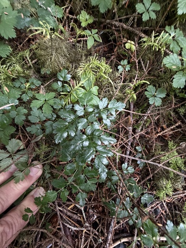 Coptis aspleniifolia, photograph 2
