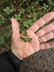 Coptis aspleniifolia, photograph author not stated, no rights reserved