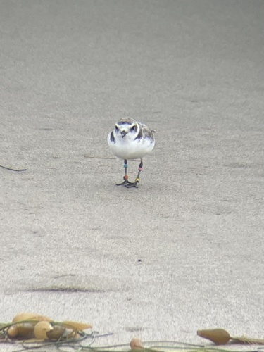iNaturalist observation photo of Snowy Plover