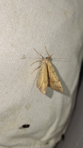 Yellow Shell Moth