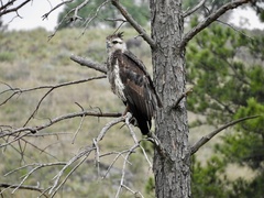Buteogallus coronatus