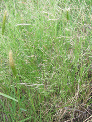 Agrostis elliottiana
