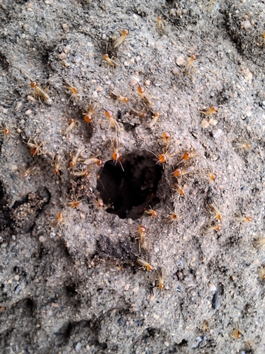 Snouted Harvester Termite photo 4