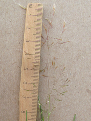 Agrostis elliottiana
