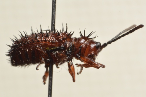Dicladispa testacea